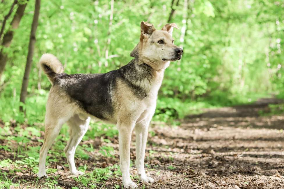 Собаки в Москве: Не дайте угаснуть в приюте нежному псу!  Мальчик, Бесплатно - фото 5