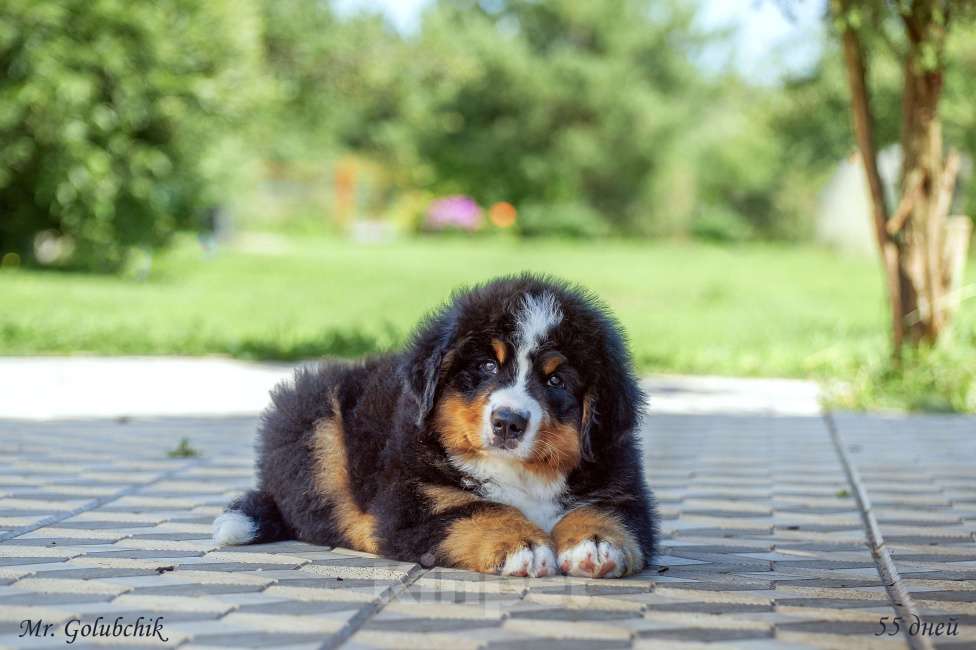 Собаки в Москве: Щенки бернского зенненхунда Мальчик, Бесплатно - фото 3