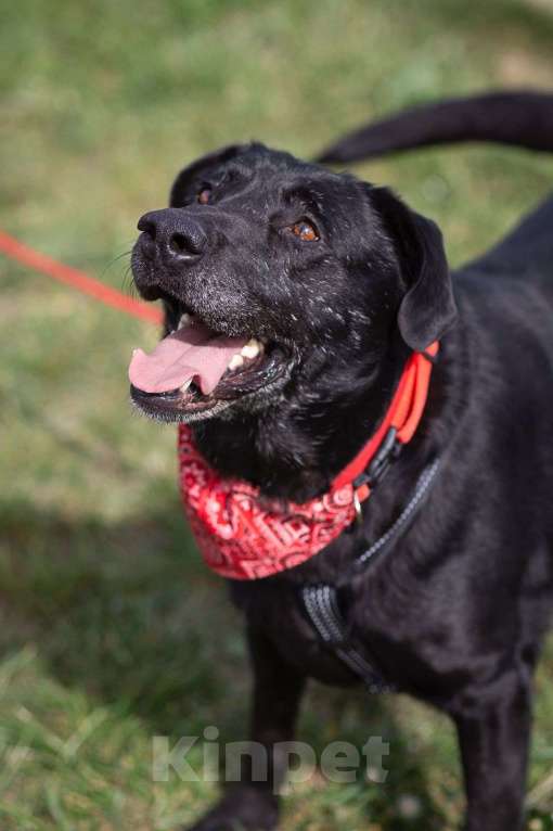 Собаки в Москве: Дружелюбный Неро ищет дом и семью! Мальчик, Бесплатно - фото 9