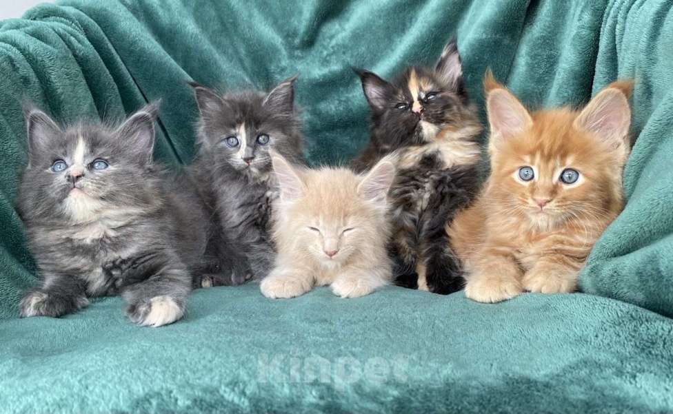 Кошки в Одинцово: Котята мейн кун Мальчик, 15 000 руб. - фото 1