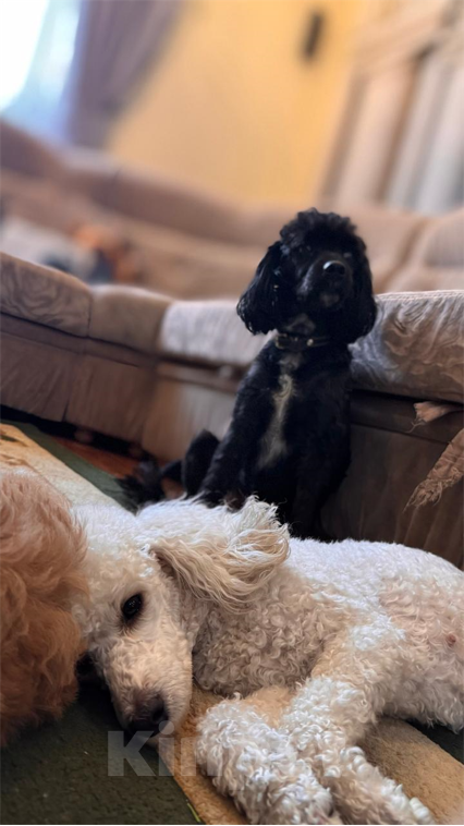 Собаки в Лабинске: Продаю щенят пуделя Мальчик, 30 000 руб. - фото 5