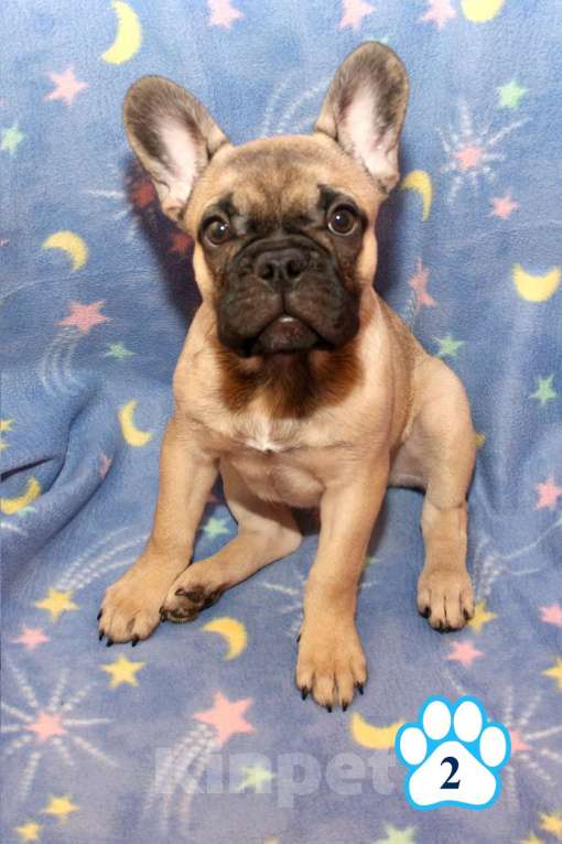 Собаки в Липецке: Французский бульдог. Щенки "соболиного окраса" Мальчик, 80 000 руб. - фото 4