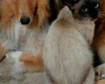 Кошки в Малмыже: Котик приглашает кошечку на вязку., 1 500 руб. - фото 4