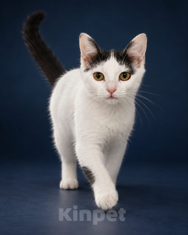 Кошки в Лобне: Котёнок в добрые руки Девочка, Бесплатно - фото 1