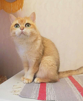 Золотая шиншилла 