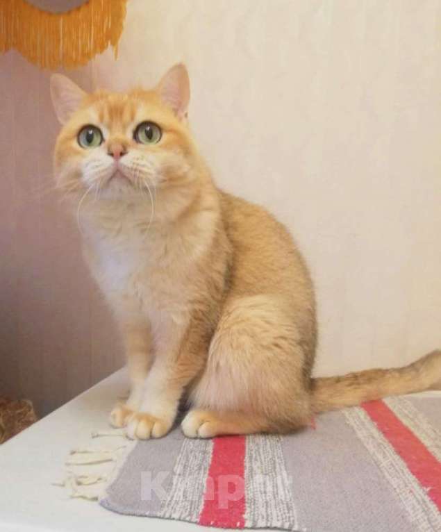 Кошки в Москве: Золотая шиншилла  Мальчик, 10 000 руб. - фото 1