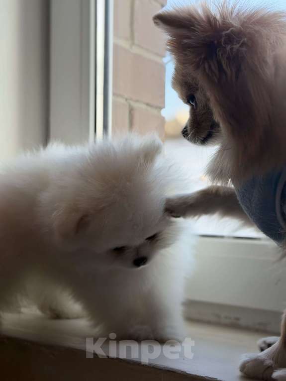 Собаки в Красногорске: Померанский шпиц Девочка, Бесплатно - фото 3