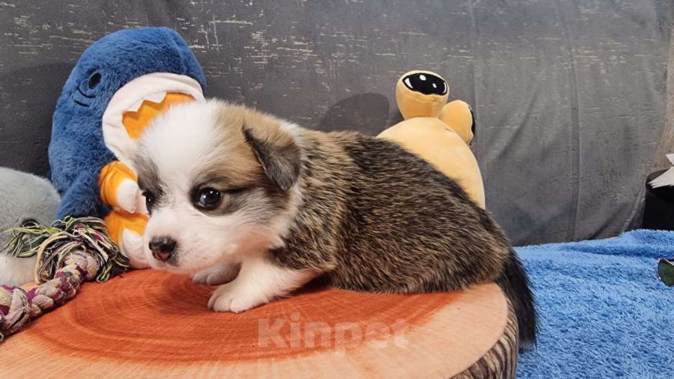 Собаки в Москве: Элитный щенок Мальчик, 85 000 руб. - фото 2