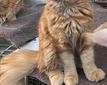 Кошки в других городах Краснодарского края: Котёнок мейн- Кун Девочка, 20 000 руб. - фото 4
