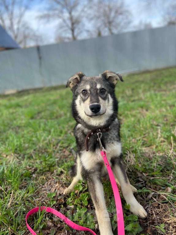 Собаки в Москве: Даная якутенок в добрые руки Девочка, Бесплатно - фото 7