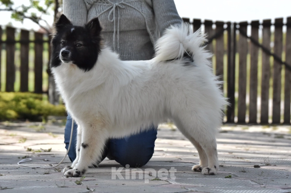 Собаки в Москве: Ненецкая оленегонная лайка, сука Фрида. Девочка, 60 000 руб. - фото 3
