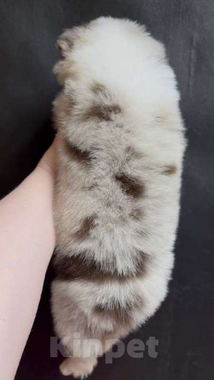 Собаки в других городах Московской области: Бордер колли шоколадно-мраморный мальчик Мальчик, 90 000 руб. - фото 5