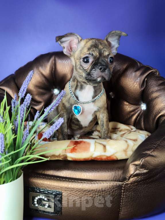 Собаки в Москве: Мальчики чихуахуа бейби фейс  Мальчик, 25 000 руб. - фото 6