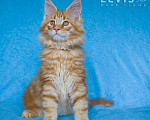 Кошки в других городах Воронежской области: Elvis: красный мраморный король С пушистой гривой Мальчик, 60 000 руб. - фото 3