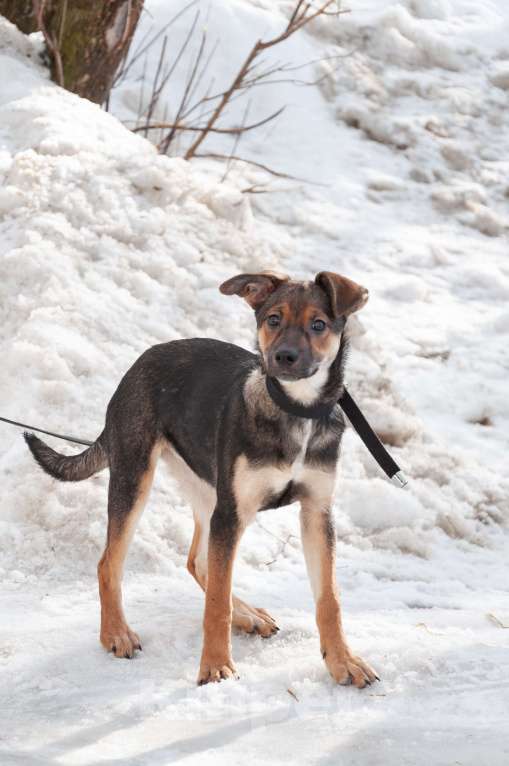 Собаки в Ногинске: Ивонна ждет свою семью в приюте Девочка, Бесплатно - фото 5