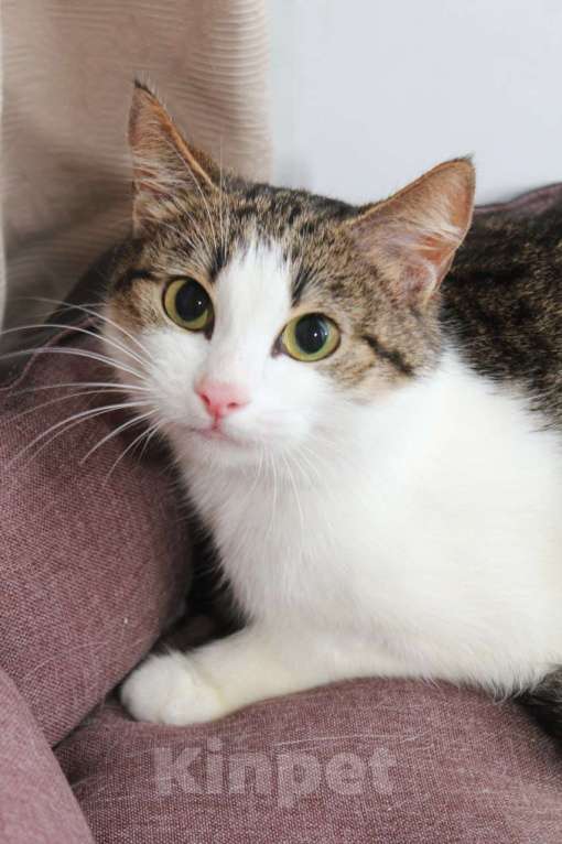 Кошки в Москве: КИКИ — нежная кошечка с глазами цвета весны 💚 Девочка, Бесплатно - фото 4