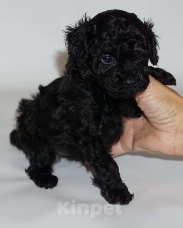 Собаки в Кудрово: Той пудель Девочка, 80 000 руб. - фото 7