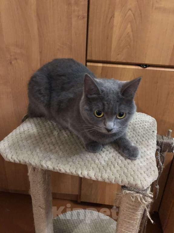 Кошки в Таганроге: Отдам в  добрые  руки Девочка, Бесплатно - фото 1