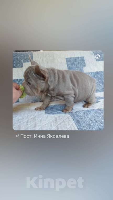 Собаки в Москве: Девочка бигроп изабелла Девочка, 200 000 руб. - фото 1