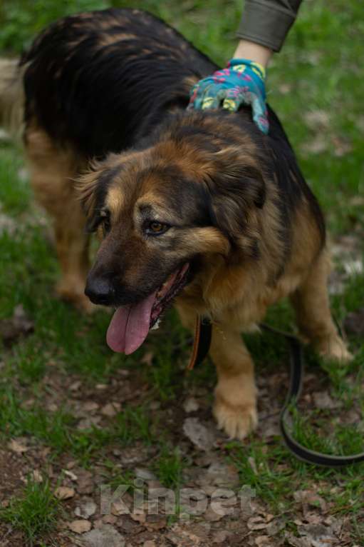 Собаки в Москве: Соня Девочка, Бесплатно - фото 2