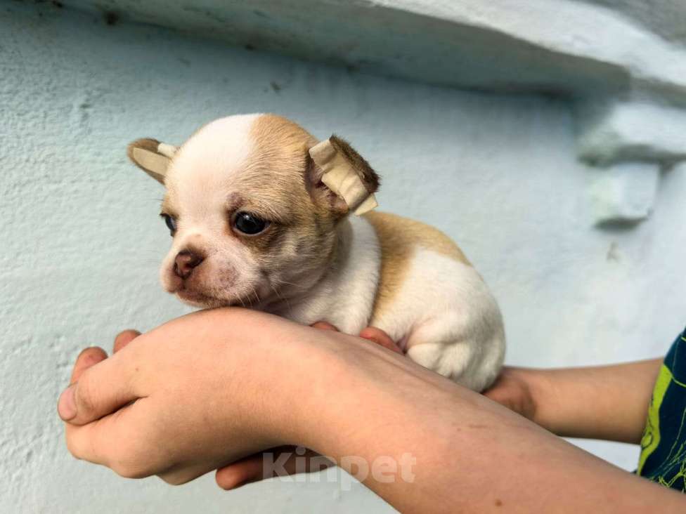 Собаки в Воронеже: Бело шоколадный парень  Мальчик, Бесплатно - фото 3