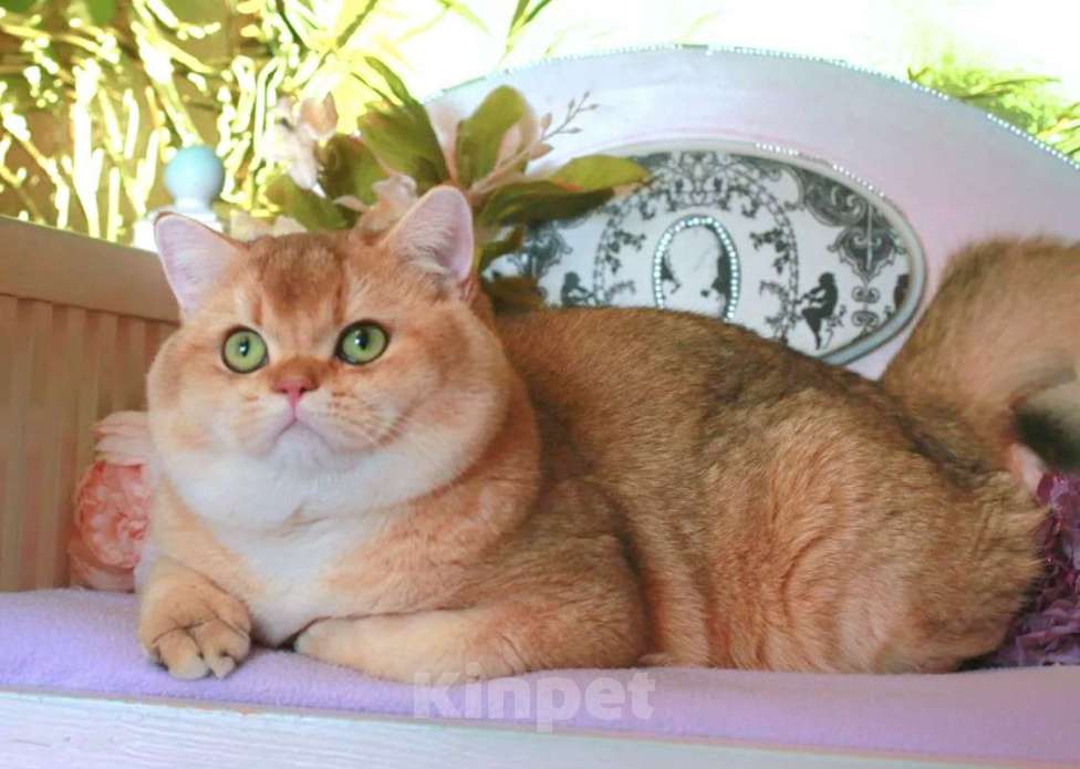 Кошки в Москве: Шотландская прямоухий котик Мальчик, 25 000 руб. - фото 8