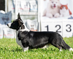 Собаки в Санкт-Петербурге: Племенной кобель Вельш корги кардиган Мальчик, Бесплатно - фото 3