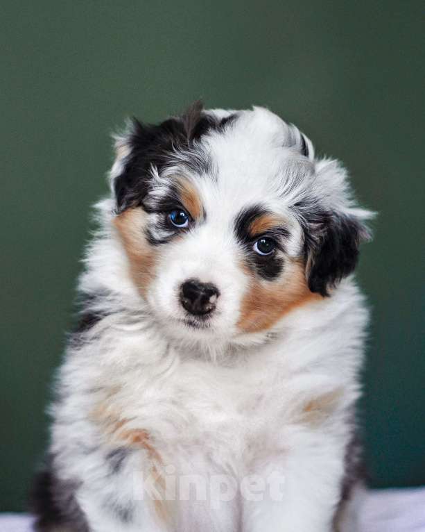 Собаки в других городах Самарской области: Щенок австралийской овчарки, девочка голубой мрамор Девочка, 120 000 руб. - фото 3