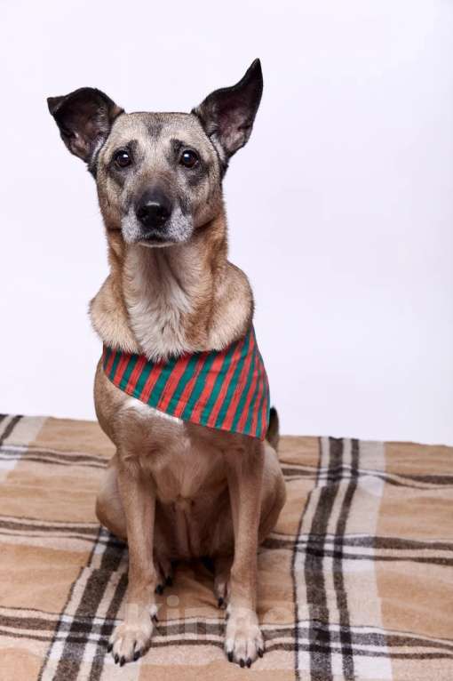 Собаки в Москве: Джулия Девочка, Бесплатно - фото 4