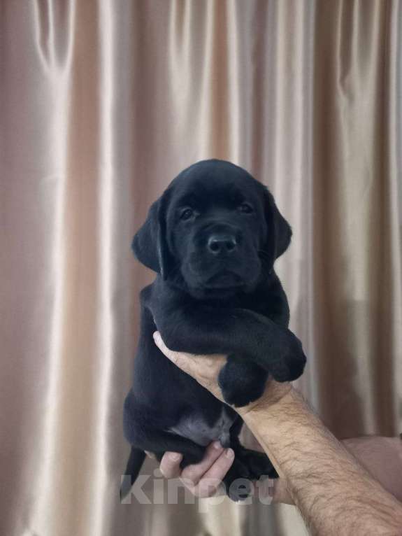 Собаки в Кирове: щенки лабрадора ретривера Мальчик, 40 000 руб. - фото 10