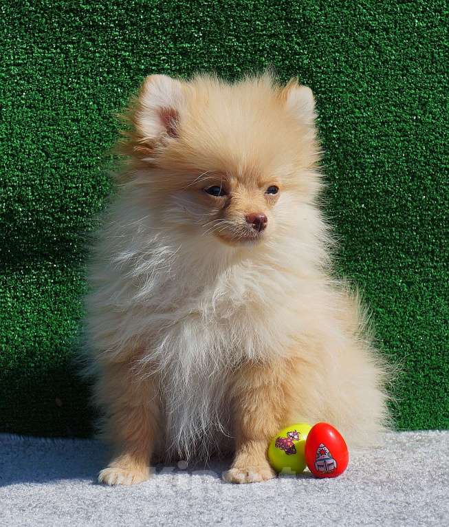 Собаки в Санкт-Петербурге: Шпиц  Мальчик, 15 000 руб. - фото 2