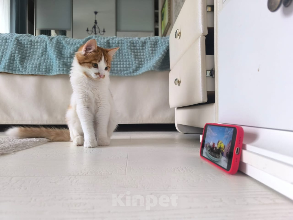 Кошки в Красногорске: Солнечный малыш Мальчик, Бесплатно - фото 2