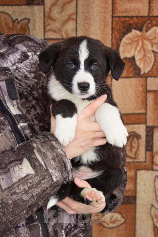 Собаки в Кашире: «Бетси: смельчанка с большим сердцем ищет любящую семью!» Девочка, Бесплатно - фото 1