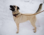 Собаки в Пушкино: Чудо-собака в добрые руки Девочка, Бесплатно - фото 2
