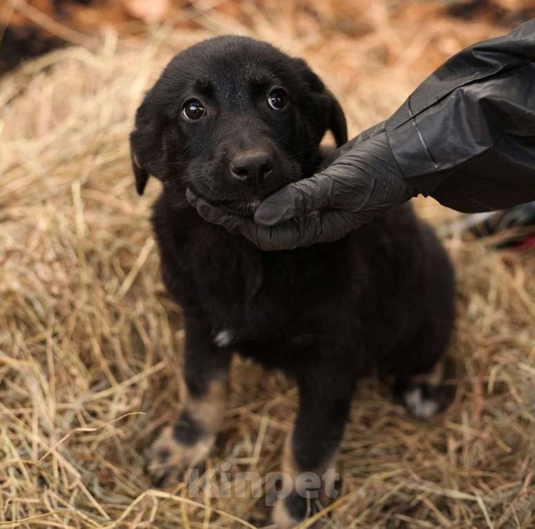 Собаки в Москве: Черный щенок девочка в добрые руки 🆘️ Малышка живет в вольере Девочка, Бесплатно - фото 4