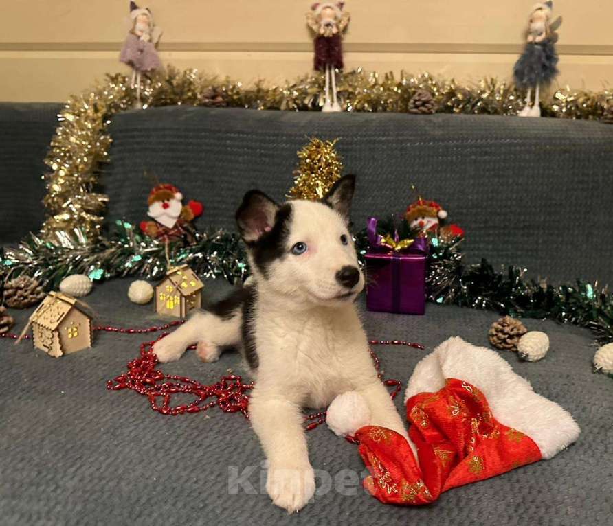 Собаки в Лосином-Петровском: Орфей якутята ппбж Мальчик, Бесплатно - фото 4