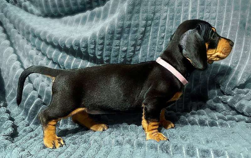 Собаки в Санкт-Петербурге: Щенки таксы Девочка, 30 000 руб. - фото 2