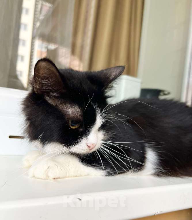 Кошки в Москве: Маленькая пушистая кошечка Фаня в добрые руки  Девочка, Бесплатно - фото 2