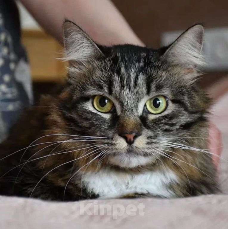 Кошки в Москве: Больше года Рыся томится на передержке без единого отклика  Девочка, Бесплатно - фото 3