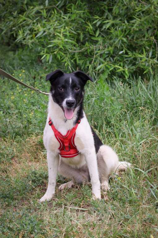 Собаки в Москве: Юте очень нужен дом  Девочка, Бесплатно - фото 3