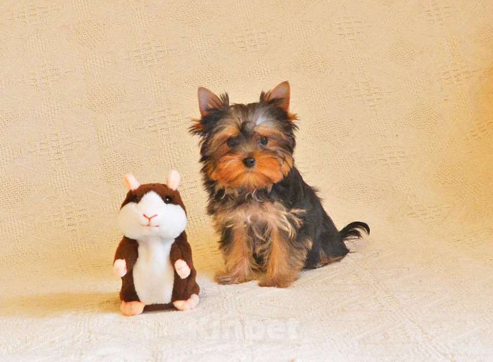 Собаки в Москве: Йоркширский терьер-супер щеночки в ваш дом Мальчик, 15 000 руб. - фото 4