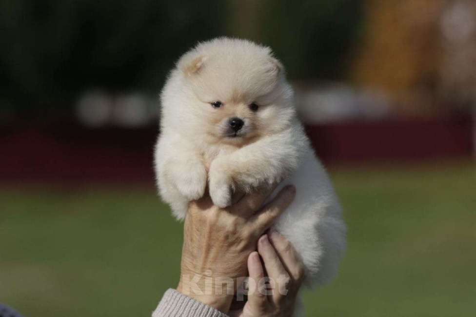 Собаки в Москве: Померанский шпиц, девочка Девочка, Бесплатно - фото 3