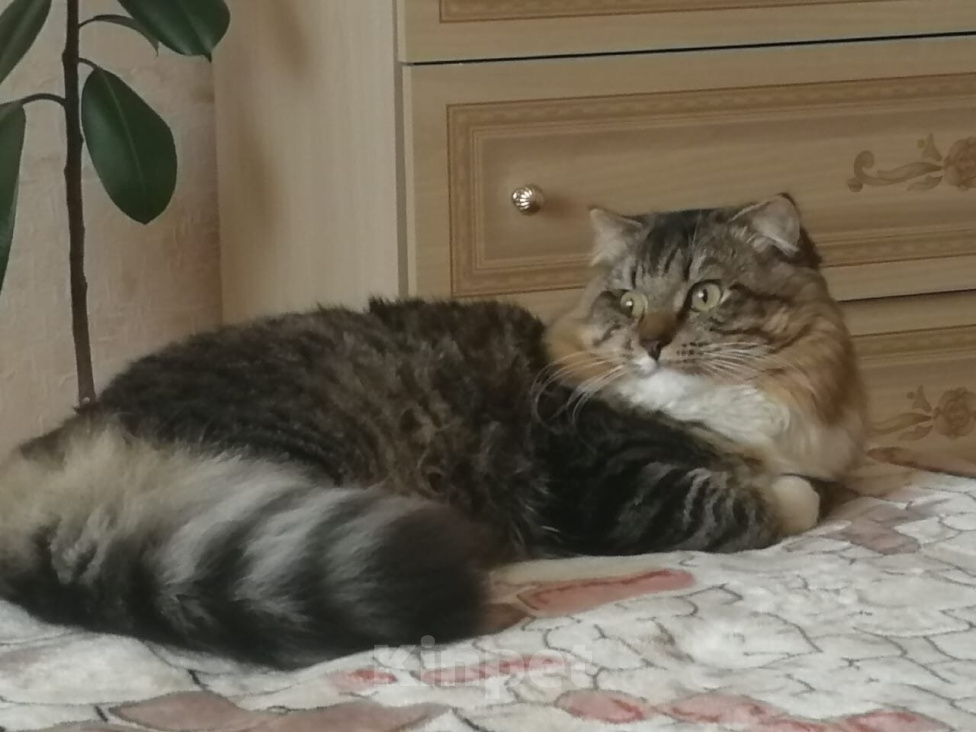 Кошки в Верхнем Пышме: Отдам кота в добрые руки. Мальчик, Бесплатно - фото 2