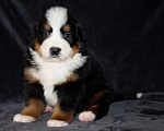Собаки в других городах Московской области: Бернский зенненхунд Девочка, 120 000 руб. - фото 1