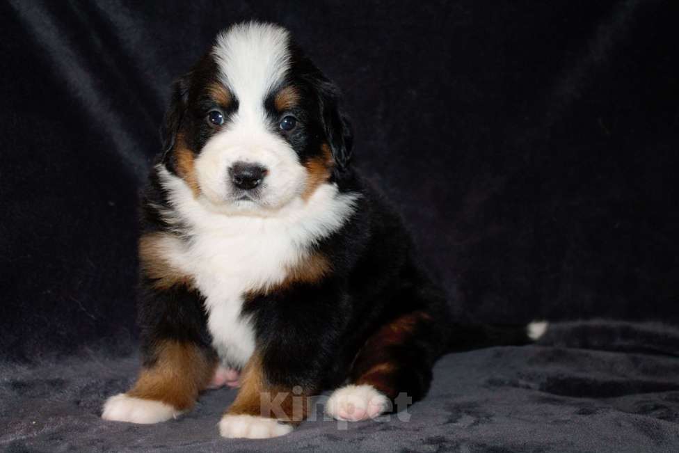 Собаки в других городах Московской области: Бернский зенненхунд Девочка, 120 000 руб. - фото 1