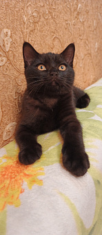 Шотландский прямоухий котенок.