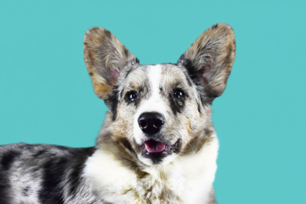 Собаки в Москве: Корги мраморный мальчик  Мальчик, 40 000 руб. - фото 3