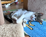 Кошки в Москве: Котенок Мия Девочка, Бесплатно - фото 3