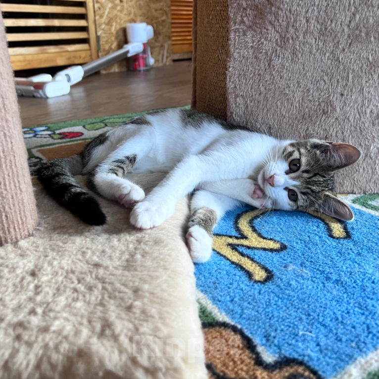 Кошки в Москве: Котенок Мия Девочка, Бесплатно - фото 3
