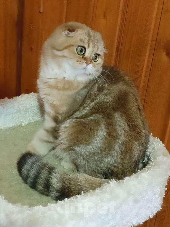 Кошки в Москве: Зеленоглазый золотой мраморный котик Мальчик, 25 000 руб. - фото 3